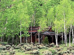 Old Cabin in a Stand of Aspen Trees, Gould, Colorado